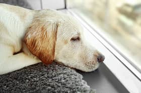 Some dogs just hate it when their owners leave them home alone.
