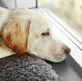 Some dogs just hate it when their owners leave them home alone.