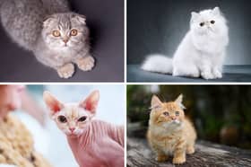 Some cat breeds are predisposed to suffering health issues due to selective breeding.