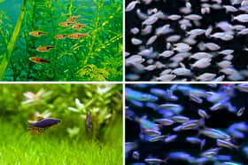 These colourful fish will all naturally form shoals in your aquarium.