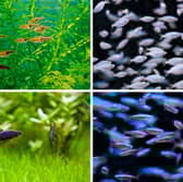 These colourful fish will all naturally form shoals in your aquarium.
