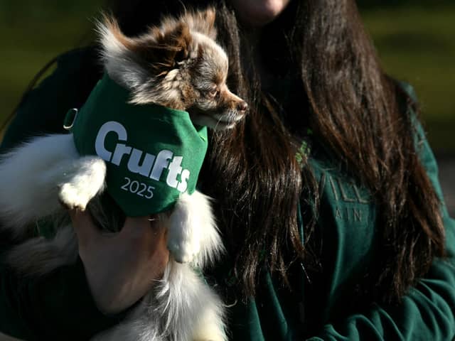 A person carries a Pomeranian dog into the first day of Crufts