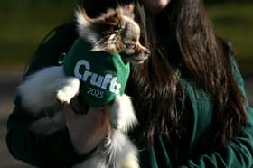 A person carries a Pomeranian dog into the first day of Crufts