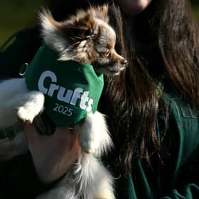 A person carries a Pomeranian dog into the first day of Crufts