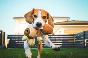 Some dog breeds are naturally playful.