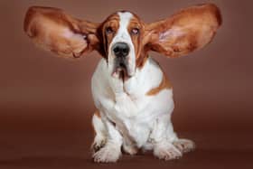 Some dogs are pretty much just as intelligent as they look...