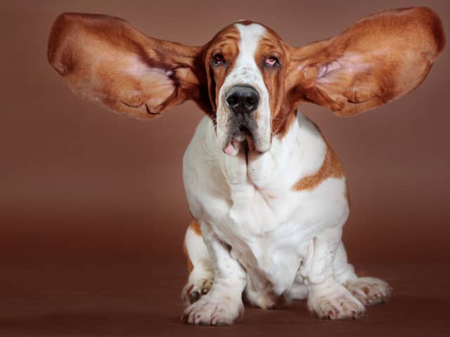 Some dogs are pretty much just as intelligent as they look...