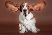 Some dogs are pretty much just as intelligent as they look...