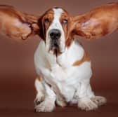 Some dogs are pretty much just as intelligent as they look...