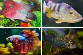 They may be beautiful, but these fish can be fearsome.