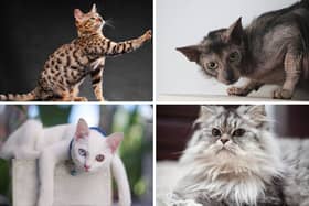 Four of the world's most expensive breeds of cat.