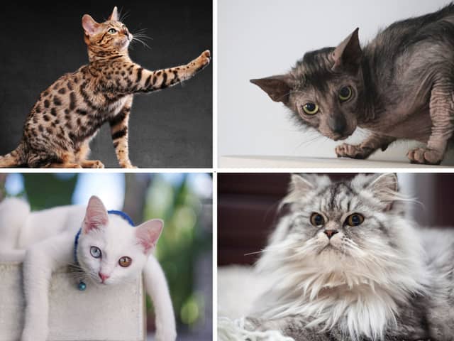 Four of the world's most expensive breeds of cat.
