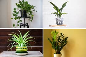These plants won't mind too much if you forget to water them.