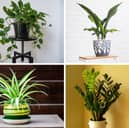 These plants won't mind too much if you forget to water them.