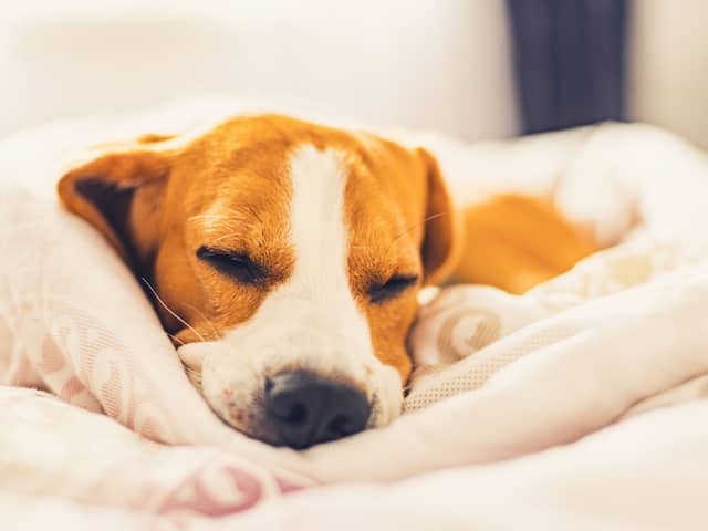 It's important for a dog's health that they get enough sleep.