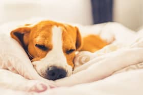 It's important for a dog's health that they get enough sleep.