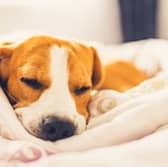 It's important for a dog's health that they get enough sleep.