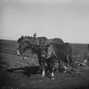 David Lloyd George, Prime Minister during the First World War, knew the value of Orkney farmers like this one, pictured in 1915 (Picture: Hulton Archive)