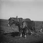 David Lloyd George, Prime Minister during the First World War, knew the value of Orkney farmers like this one, pictured in 1915 (Picture: Hulton Archive)