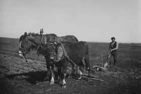 David Lloyd George, Prime Minister during the First World War, knew the value of Orkney farmers like this one, pictured in 1915 (Picture: Hulton Archive)
