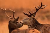Red and roe deer are naturally woodland animals, and many starve to death on Scotland’s bare hillsides over the winter (Picture: Jeff J Mitchell)