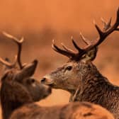 Red and roe deer are naturally woodland animals, and many starve to death on Scotland’s bare hillsides over the winter (Picture: Jeff J Mitchell)