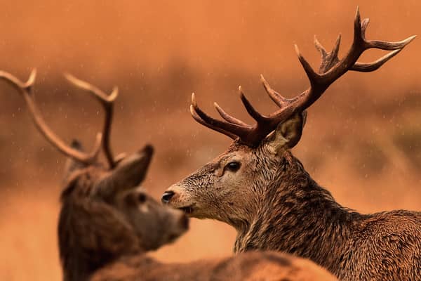 Red and roe deer are naturally woodland animals, and many starve to death on Scotland’s bare hillsides over the winter (Picture: Jeff J Mitchell)