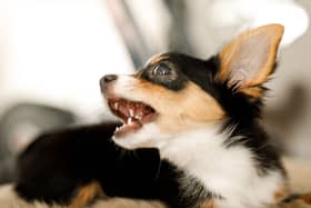 Some dogs don't mix particularly well with children.