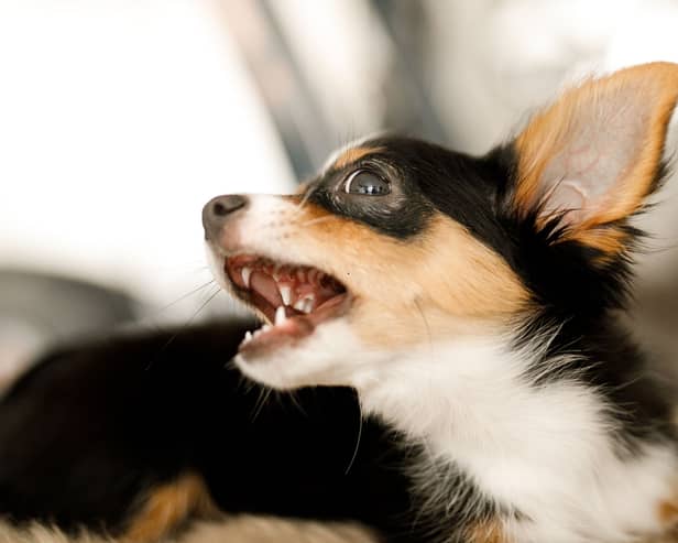 Some dogs don't mix particularly well with children.
