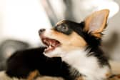 Some dogs don't mix particularly well with children.