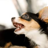 Some dogs don't mix particularly well with children.