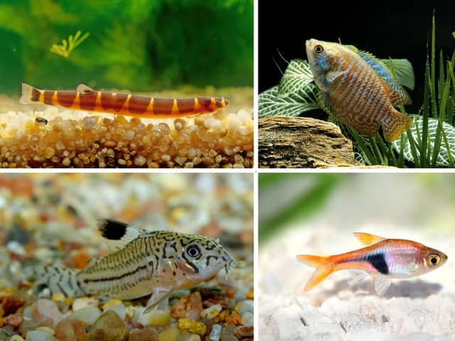 Four fish that will happily live in a community tank with other colourful species.