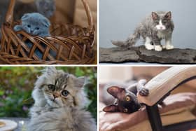 Four of the most hypoallergenic breeds of cat.