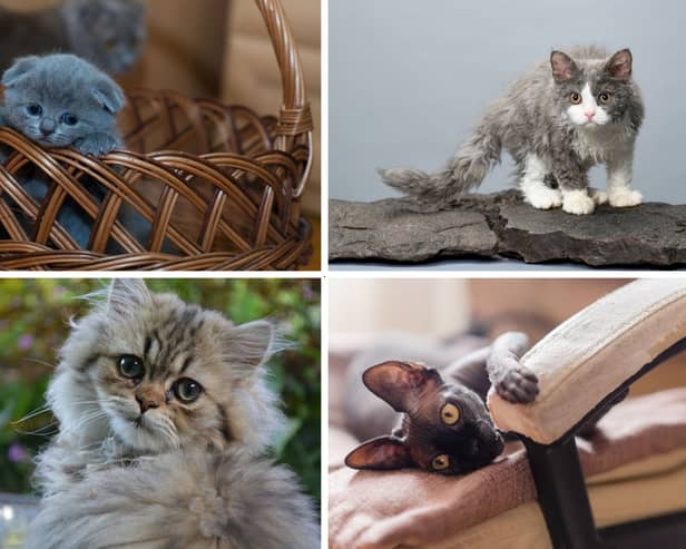 Four of the most hypoallergenic breeds of cat.