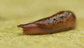 This spring will see far fewer slugs in gardens compared with last year, according to experts from the Royal Horticultural Society 