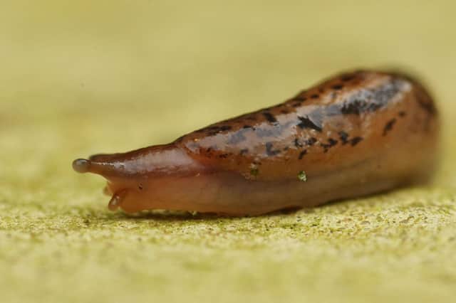 This spring will see far fewer slugs in gardens compared with last year, according to experts from the Royal Horticultural Society