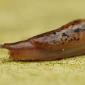 This spring will see far fewer slugs in gardens compared with last year, according to experts from the Royal Horticultural Society 