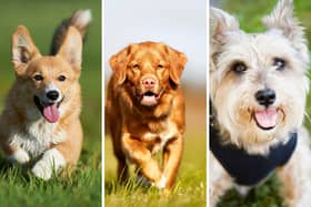 Three of the world's most beautiful dog breeds