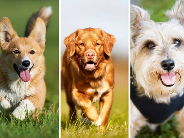 Three of the world's most beautiful dog breeds