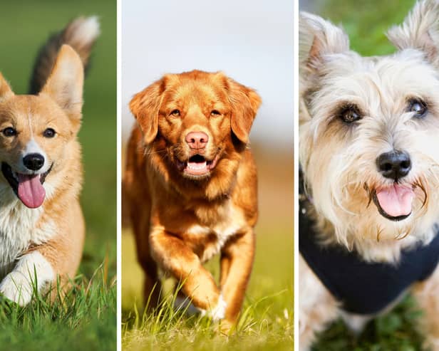 Three of the world's most beautiful dog breeds