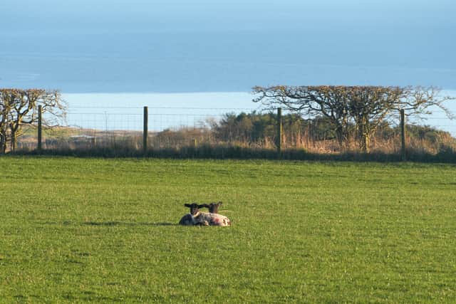 Sea eagles have been known to predate lambs