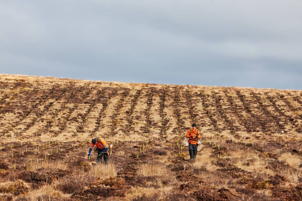 The extensive tree planting is taking place across the University of Edinburgh’s land in Stirlingshire and the Pentland Hills Regional Park.
