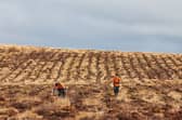 The extensive tree planting is taking place across the University of Edinburgh’s land in Stirlingshire and the Pentland Hills Regional Park.