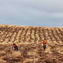 The extensive tree planting is taking place across the University of Edinburgh’s land in Stirlingshire and the Pentland Hills Regional Park.