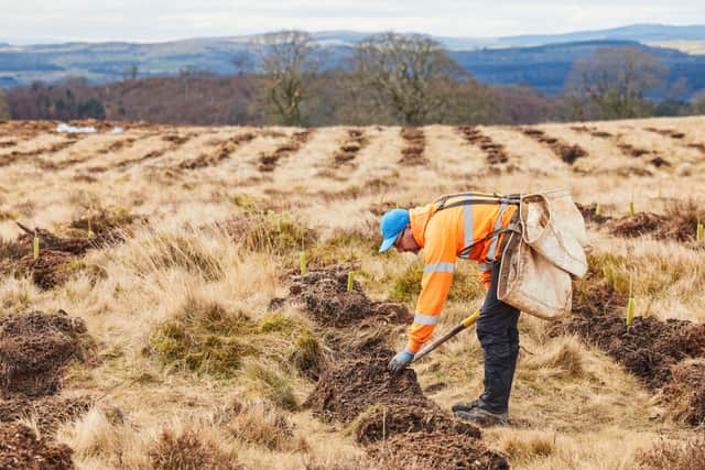 The extensive tree planting is taking place across the University of Edinburgh’s land in Stirlingshire and the Pentland Hills Regional Park.