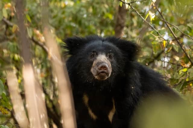 Sloth bears are coming to Edinburgh Zoo. Picture: Sourabh Bharti