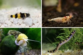 Four creatures that will help keep your aquarium looking pristine.
