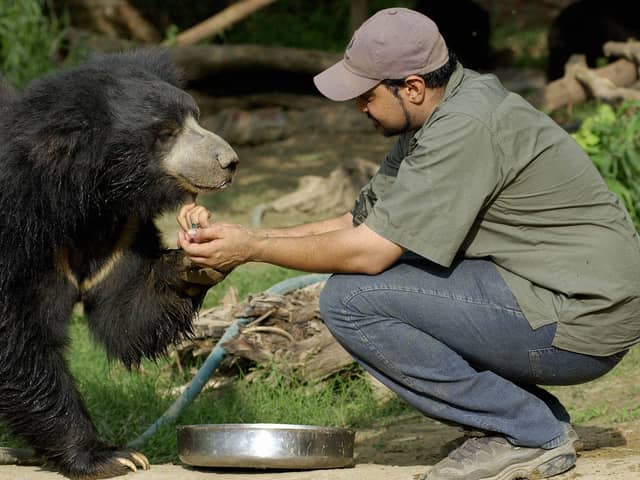 A sloth bear pictured at a recue centre near the city of Agra in India (Picture: Rob Elliott)