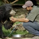 A sloth bear pictured at a recue centre near the city of Agra in India (Picture: Rob Elliott)