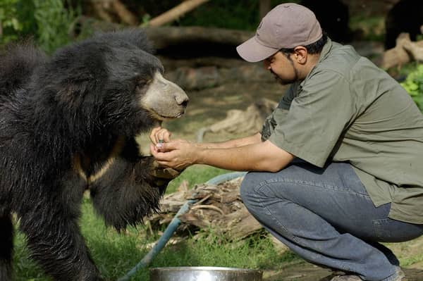 A sloth bear pictured at a recue centre near the city of Agra in India (Picture: Rob Elliott)